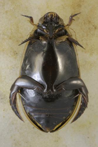 Réf. 349 074 : Cybister tripunctatus africanus